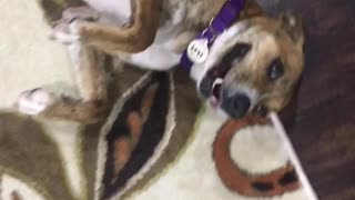 Charming Pooch Plays Dead To Avoid Bedtime