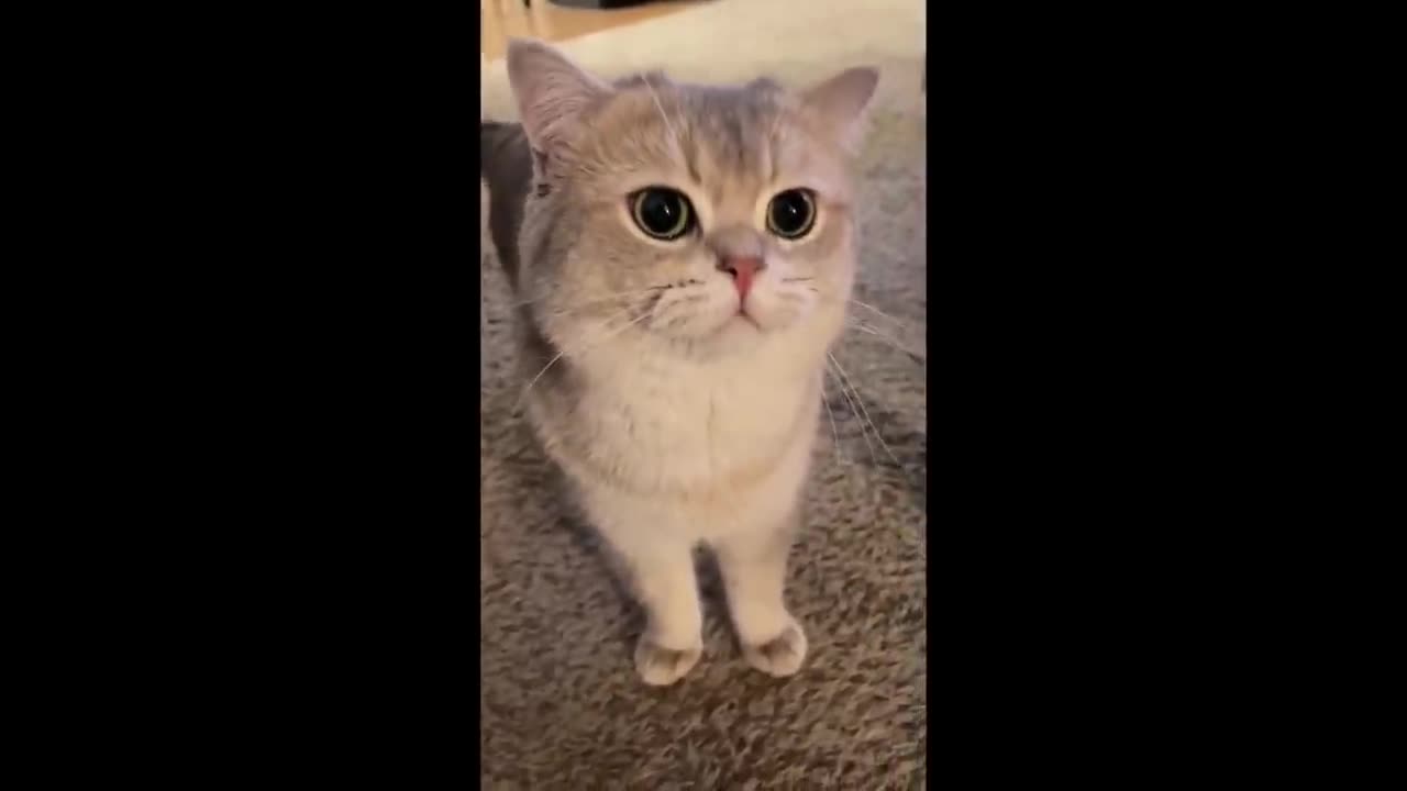 Cute Cat... meow talk