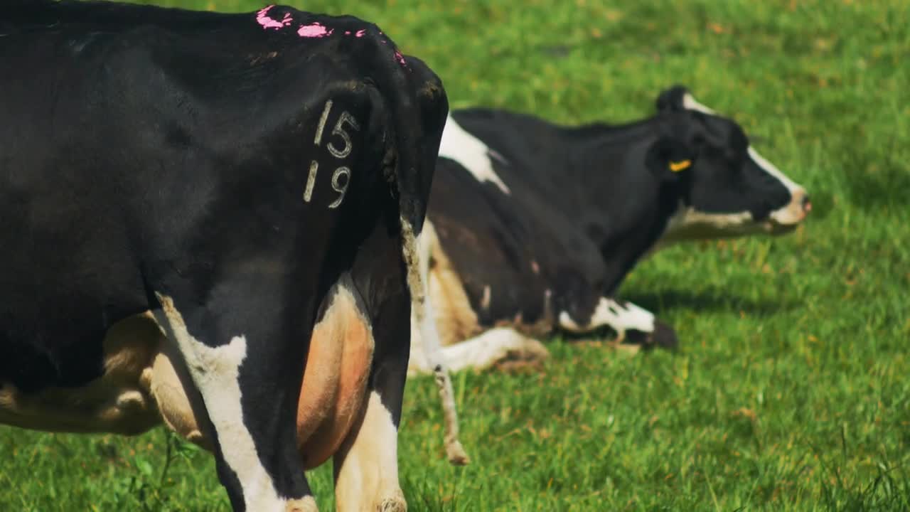 Holstein milk cows full udder ready for milking farm, marked cow