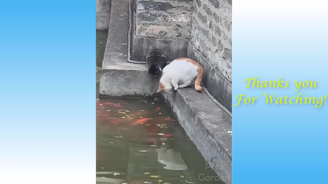 Funny Animals And Cute Pets Compilation 5