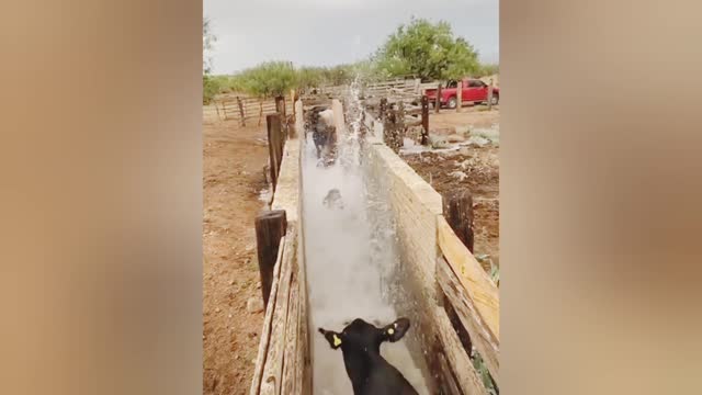 🐄 🐮🐮 cow washing in water