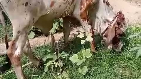 Cow