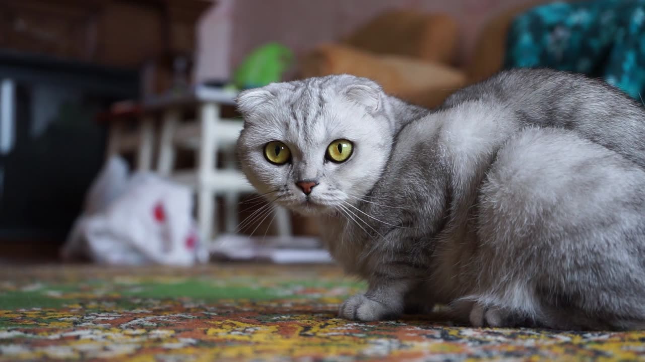 grey cat