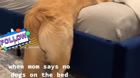Halrious doggy sits in a very distinguishe'd.