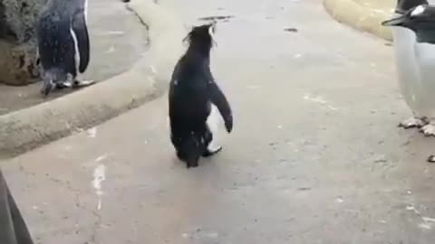 This penguin gone crazy