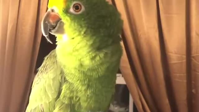 Parrot singing