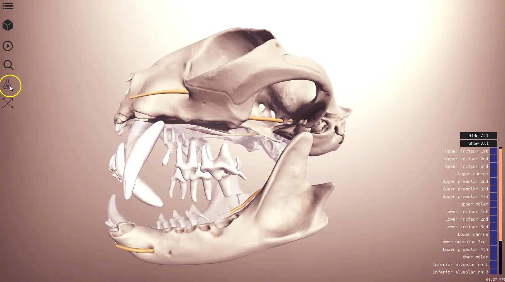 Feline skull - 3D Veterinary Anatomy, IVALA®