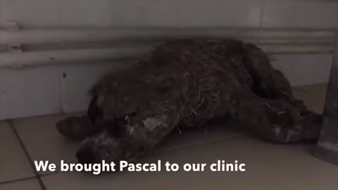 This kid tortured this dog to death by soaking it in glue. See how the dog recovered.