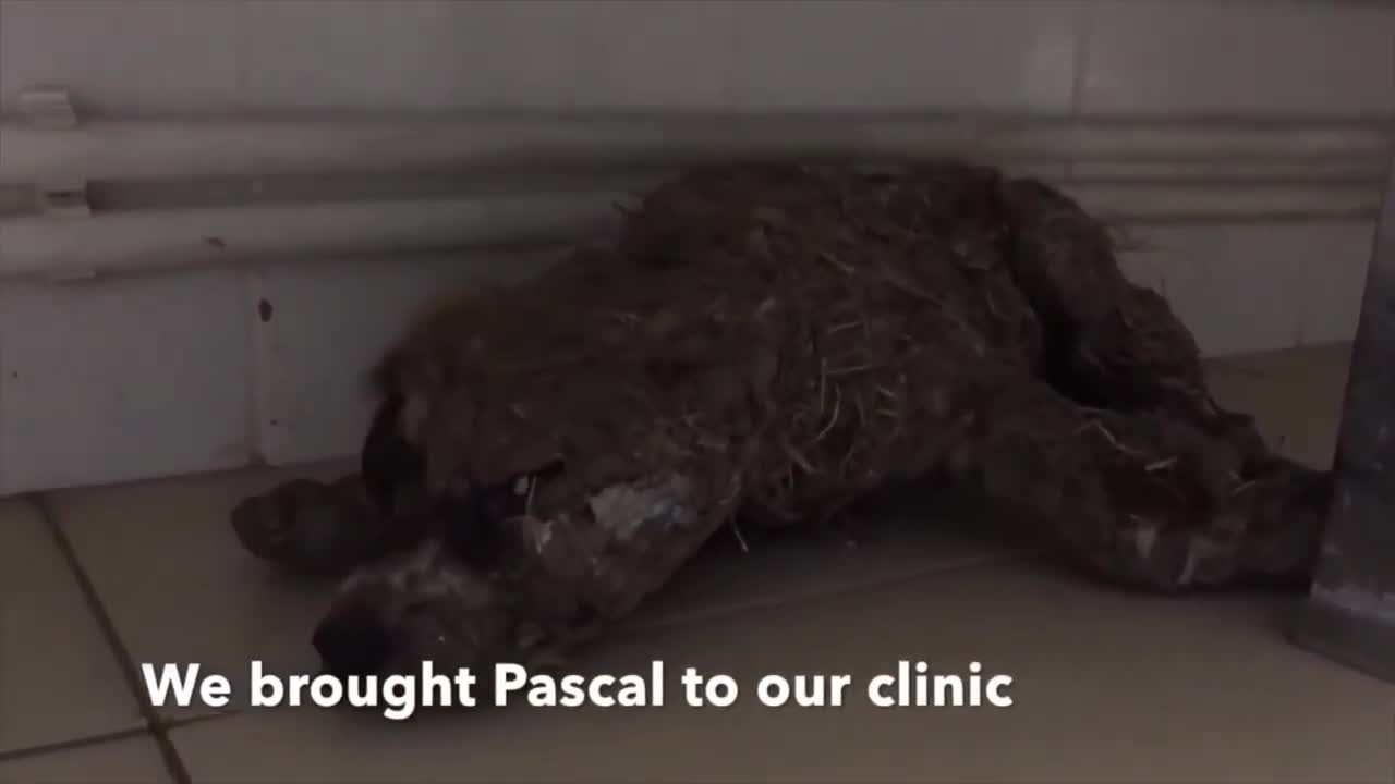 This kid tortured this dog to death by soaking it in glue. See how the dog recovered.