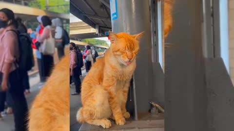 Where is this cat, it's just a sleepy bug