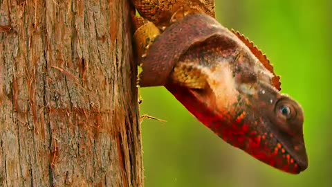 Spectacular Animals|حیوانات دیدنی