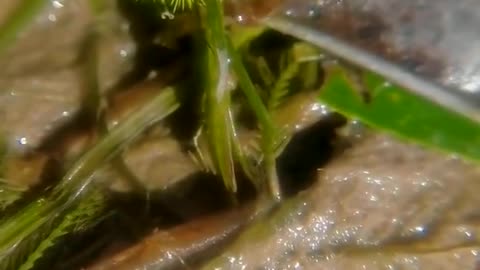 Barbecue by the creek, observe small animals in nature.