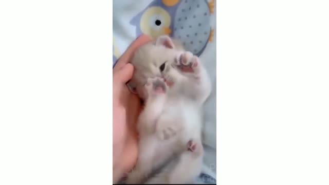 Top-Cute_Cats_-_Funny_Cats___Cat_Videos.