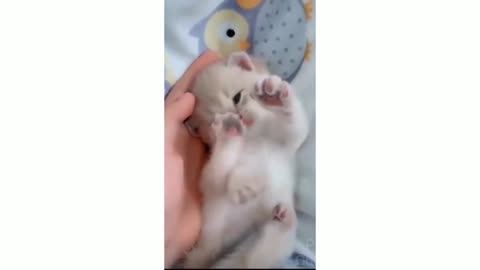 Top-Cute_Cats_-_Funny_Cats___Cat_Videos.