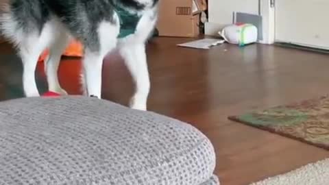 husky dog is singing