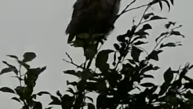 Screech owls