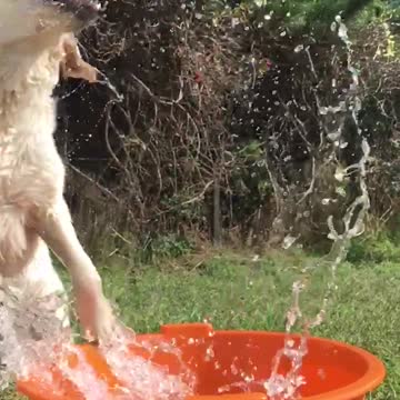 Golden Retriever plays with water in slow motion