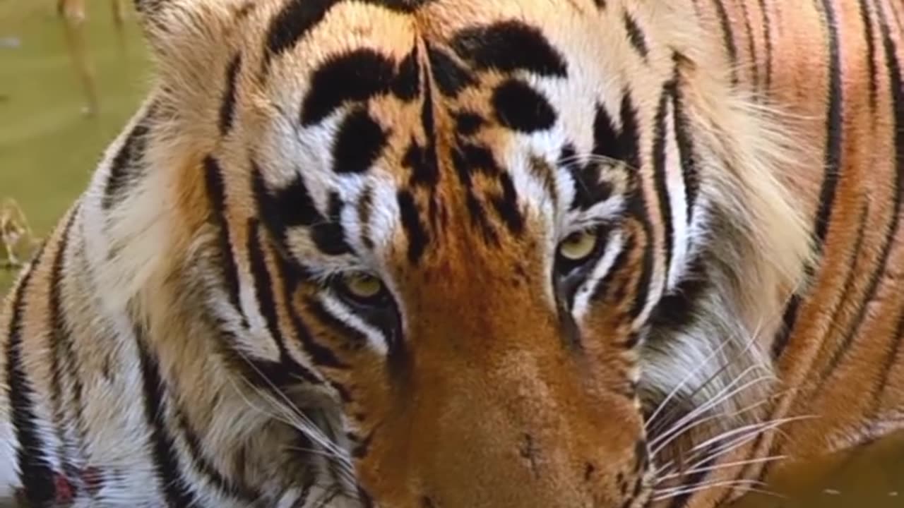 Hot Tiger