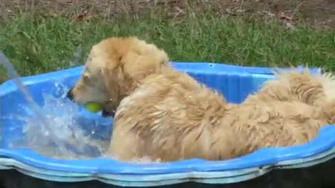 At the Dog Wash - this dog is half Fish