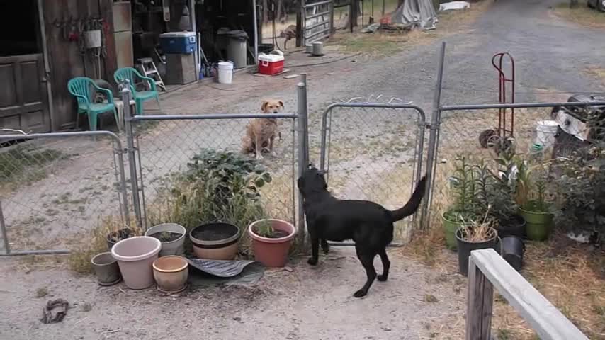 his friend come inside to play Farm dog opens gate to let