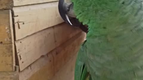 Funny and Smart talking parrot