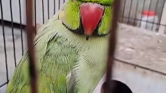 amazing parrot •Vines best fun•funny parrot video