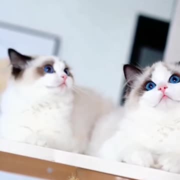 Fanny Cat Video