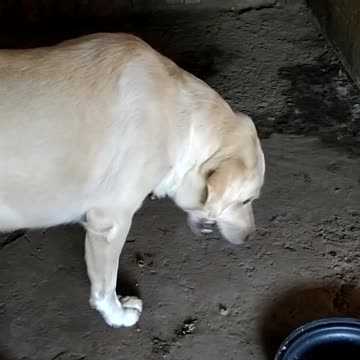 This is incredible the dog loves nuts