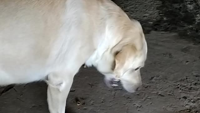 This is incredible the dog loves nuts