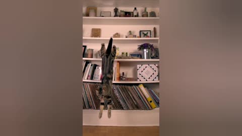 Ninja Cats Compilation