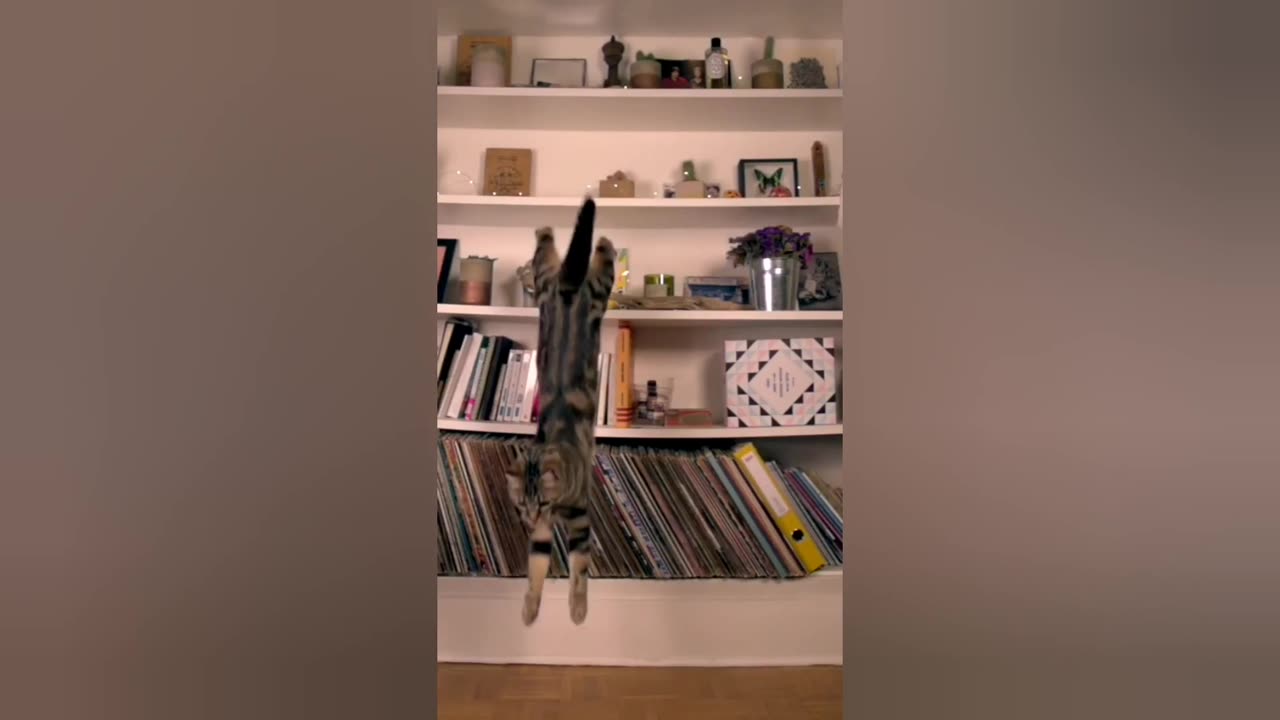 Ninja Cats Compilation