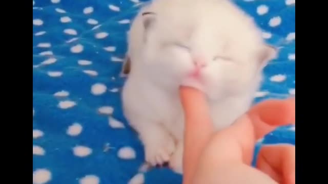 Baby Cats - Innocent and Funny Cat Videos Compilation