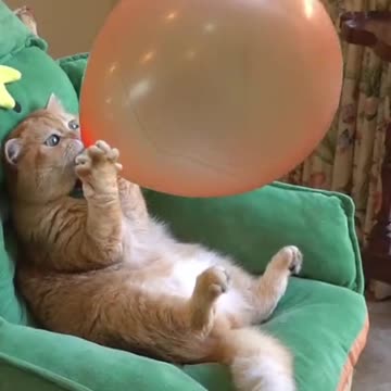 wait it🤣😂🫢#foryou #foryoupage #funnyvideos #cat