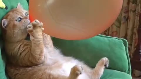 wait it🤣😂🫢#foryou #foryoupage #funnyvideos #cat