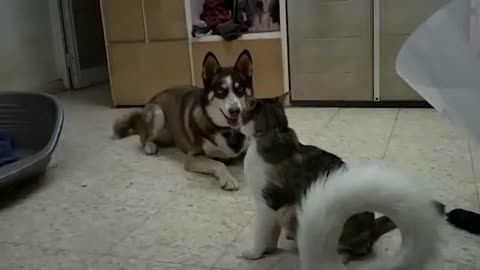 baby animals cute Funny video