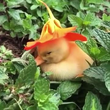 Duckling in a hat