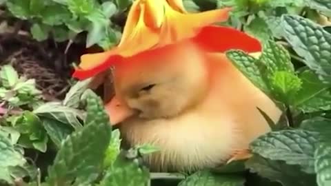 Duckling in a hat