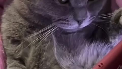 Funny Cats Video Series 16