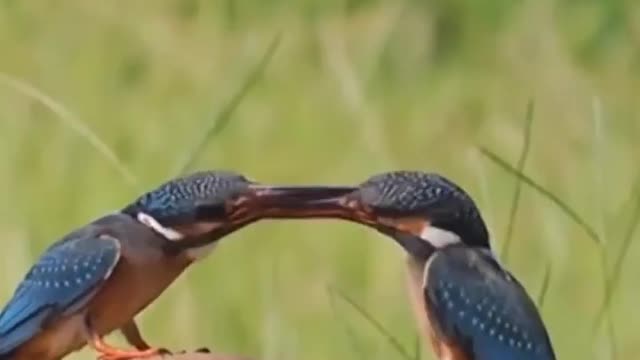 Little Birds Beak to Beak Meeting