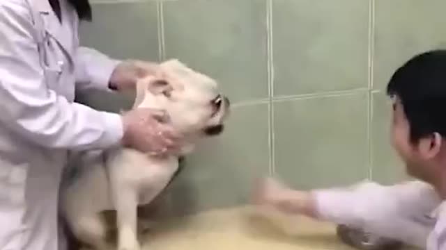 The dog's reaction to the injection is super funny