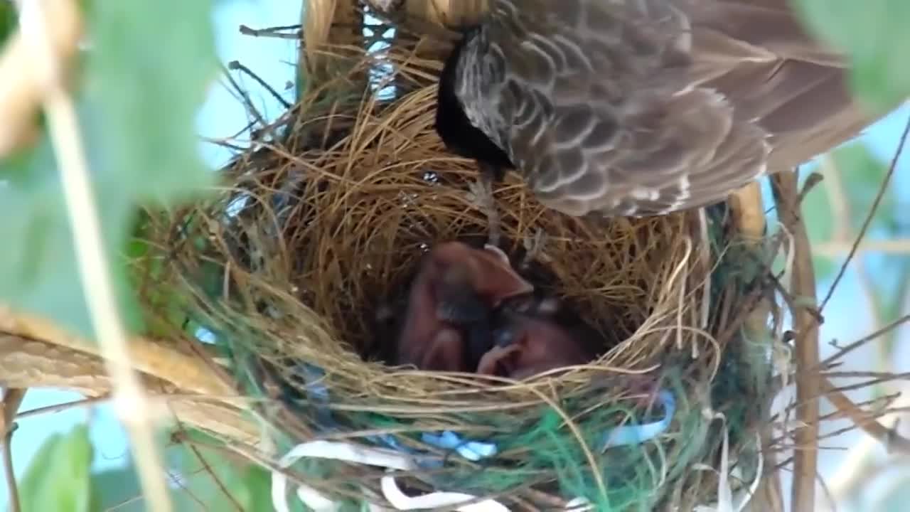 First Flight - a Baby Bird's Story!