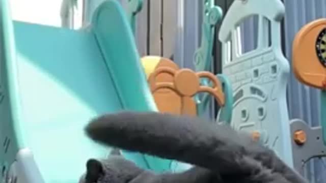 Funny Cats Video #Funny #Cats #Shorts