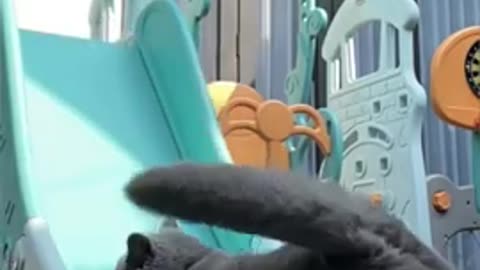 Funny Cats Video #Funny #Cats #Shorts