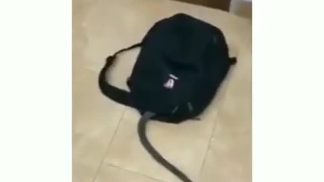 Snake Prank|Funny