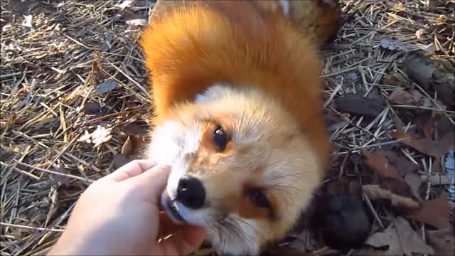 Baby Fox Pups Playing