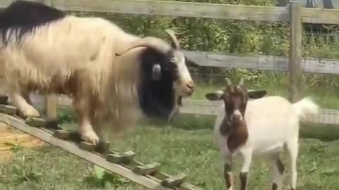 The behavior of wild animals that make you happy and excited