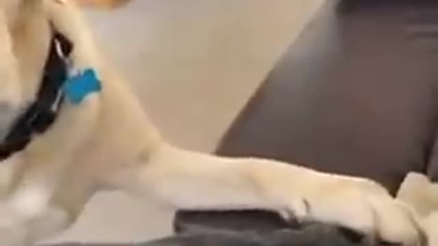 Dog is just polite and offers its guest a spot with pillows