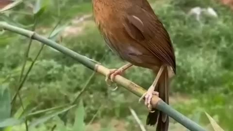 Cute bird