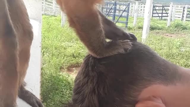 Monkey Cleaning my Head