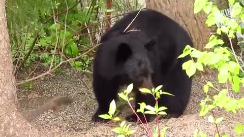 Cuddlesome bears in action!